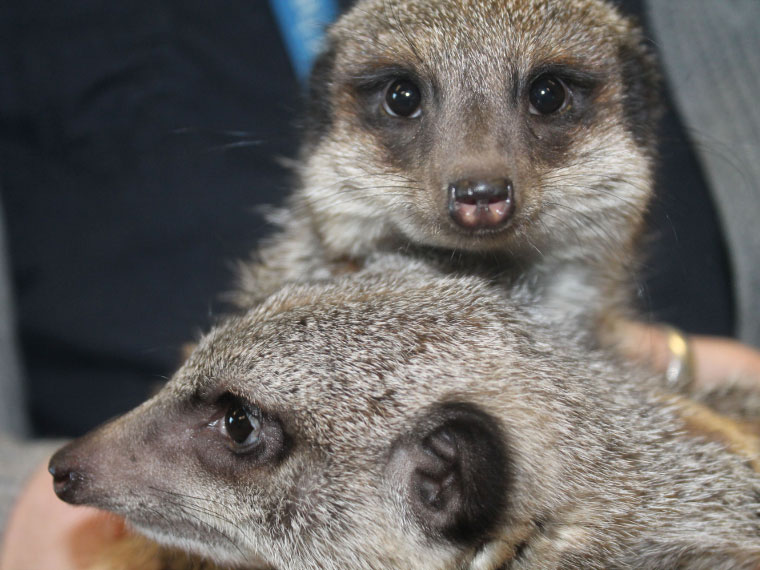 An image of the meerkat experience at Rotherham College's Community Open Day.