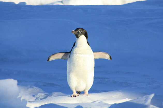 Do penguins have knees?