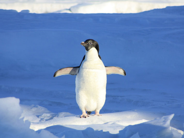 Do penguins have knees?