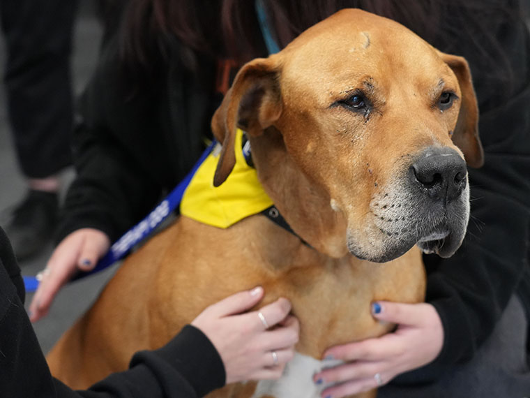 Paddy, the Rotherham College therapy dog