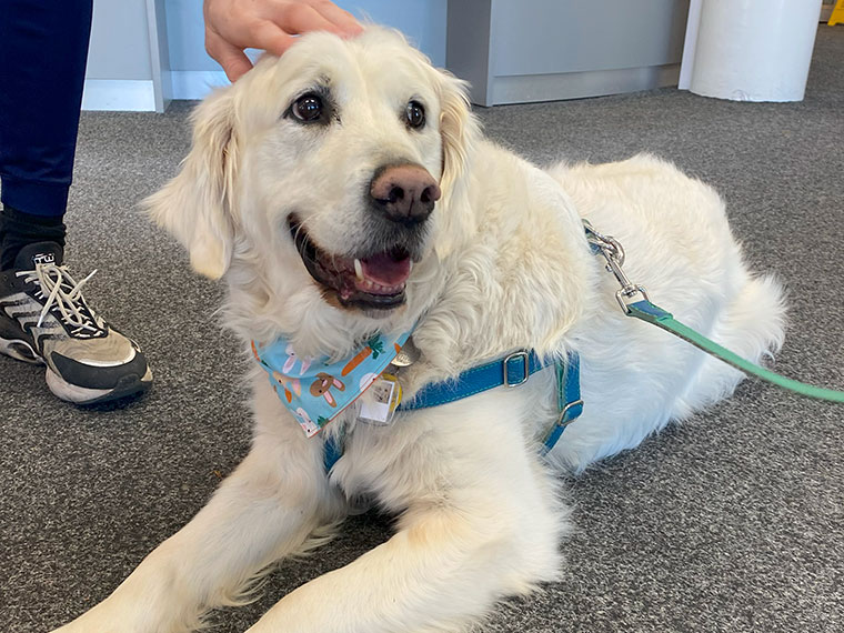Rufus, the Dearne Valley College therapy dog